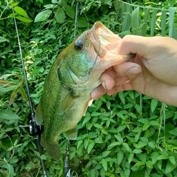 ラージマウスバス