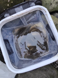 マハゼの釣果