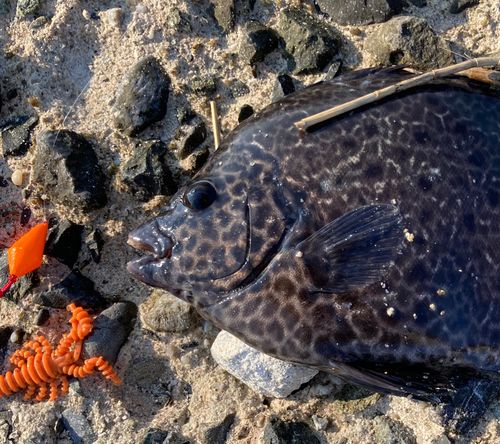 イシガキダイの釣果