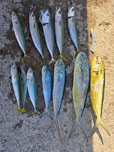 陸奥湾