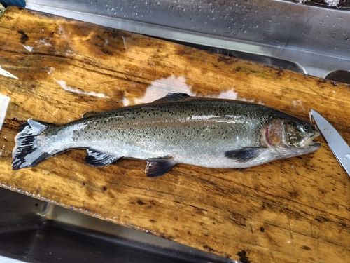 トラウトの釣果