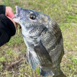 クロダイ