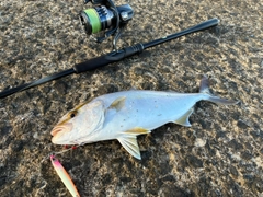 ネリゴの釣果