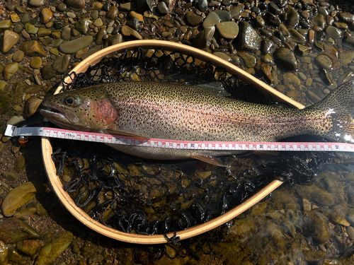 ニジマスの釣果