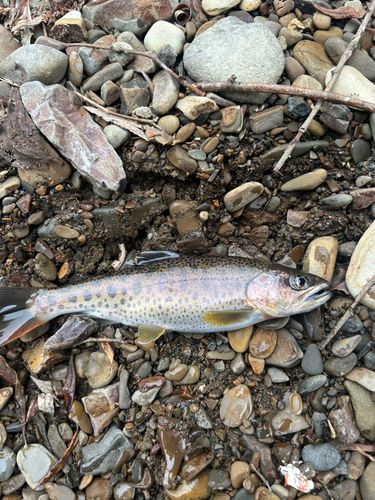 ヤマメの釣果