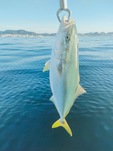 イナダの釣果