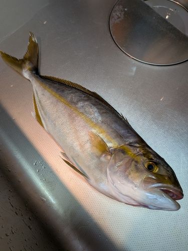 館山湾
