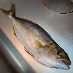 ショゴ