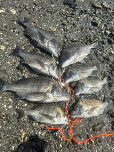 クロダイの釣果