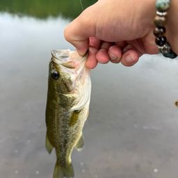 ラージマウスバス