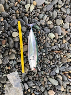 ソウダガツオの釣果