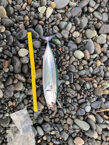 ソウダガツオの釣果