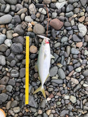 ワカシの釣果