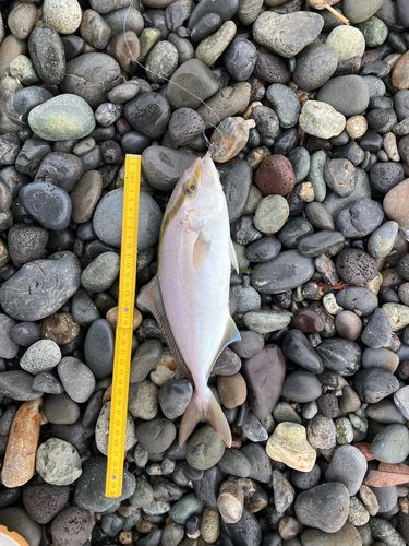 ショゴの釣果