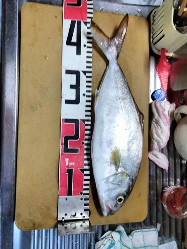 ショゴの釣果