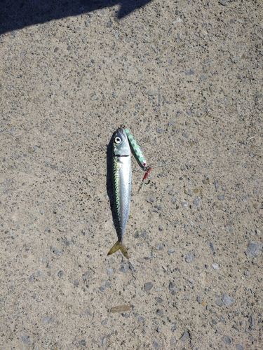 サバの釣果