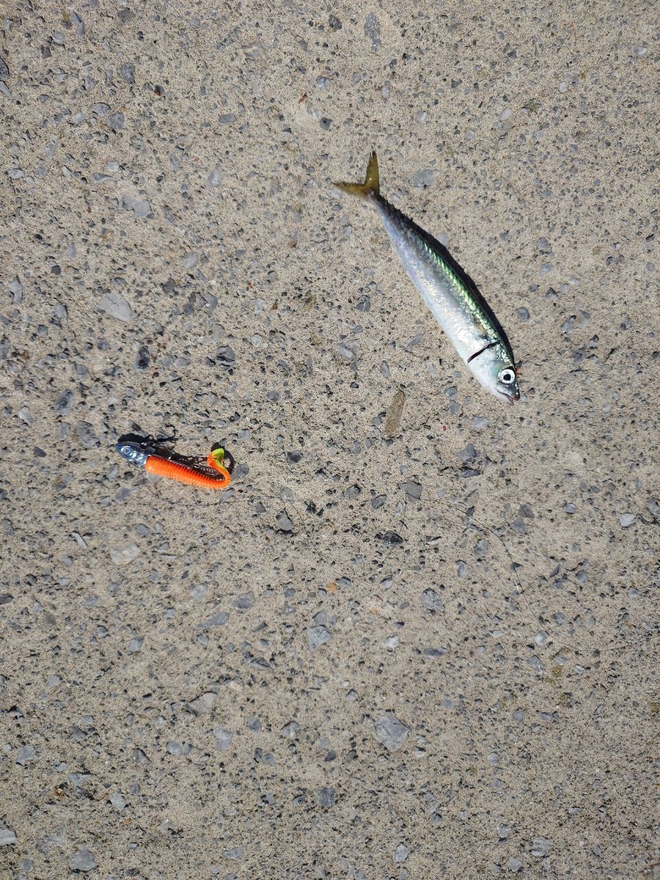 サバ