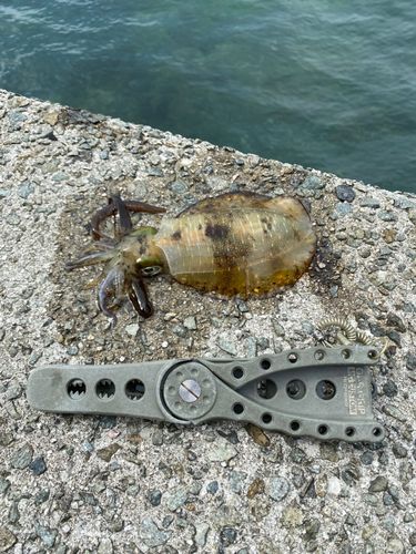 アオリイカの釣果