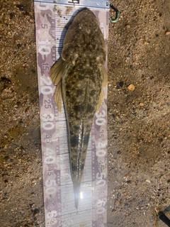 マゴチの釣果