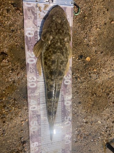マゴチの釣果