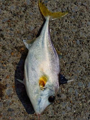 釣果