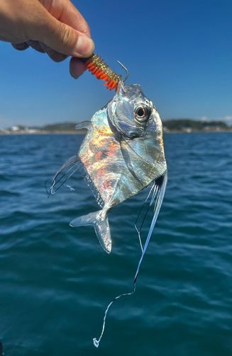 イトヒキアジの釣果