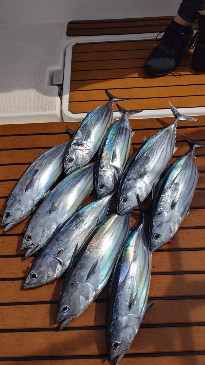 ことり丸✖遊漁船✖宮城さんの釣果 1枚目の画像