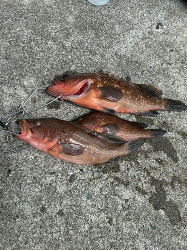 キジハタの釣果