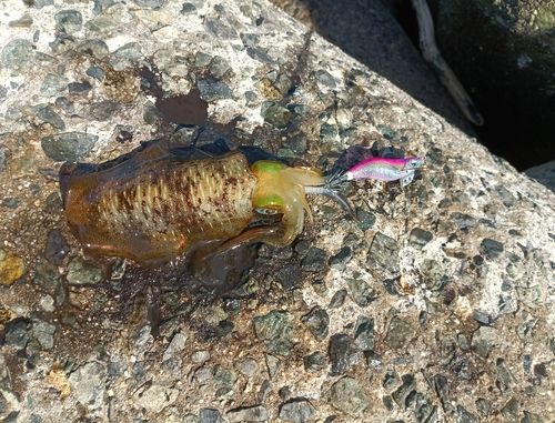アオリイカの釣果