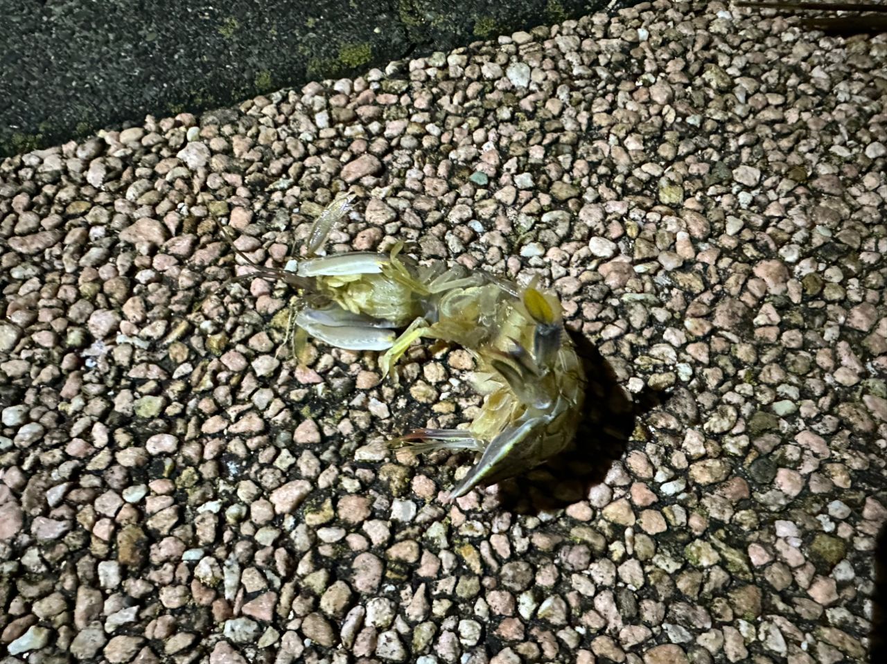 シャコ
