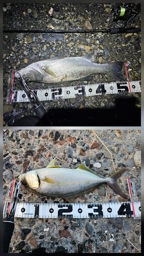 セイゴ（ヒラスズキ）の釣果