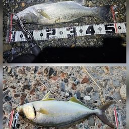 セイゴ（ヒラスズキ）