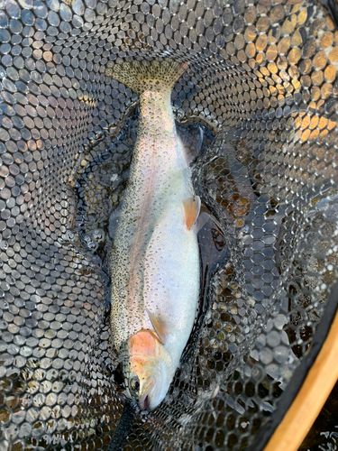 ニジマスの釣果