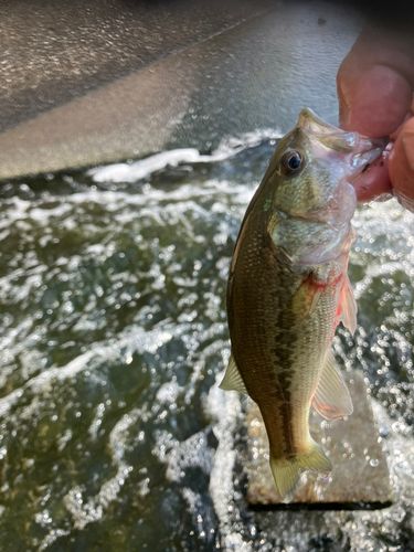 ラージマウスバスの釣果