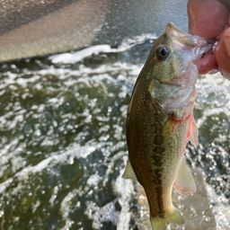 ラージマウスバス