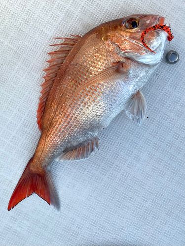 大阪湾