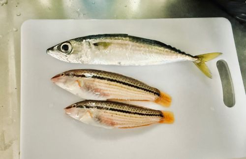 キュウセンの釣果