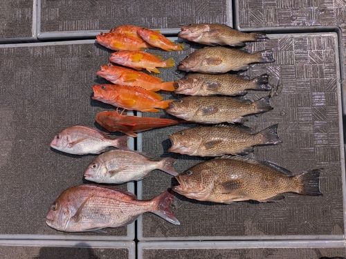 マダイの釣果
