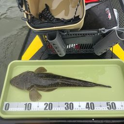 マゴチ