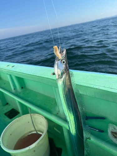 タチウオの釣果