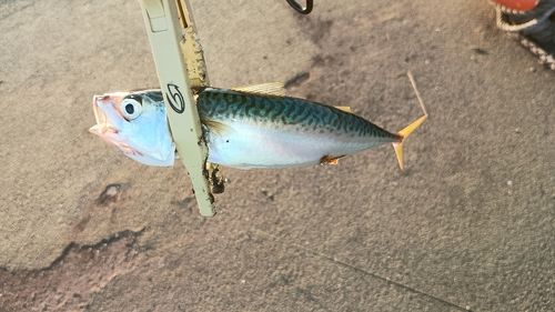 サバの釣果