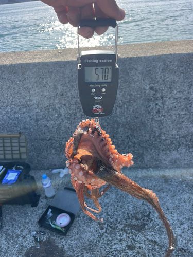 マダコの釣果