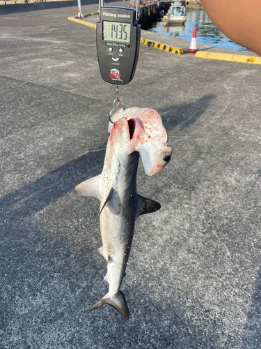 シュモクザメの釣果