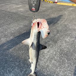 シュモクザメ