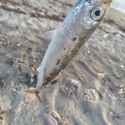 サバ