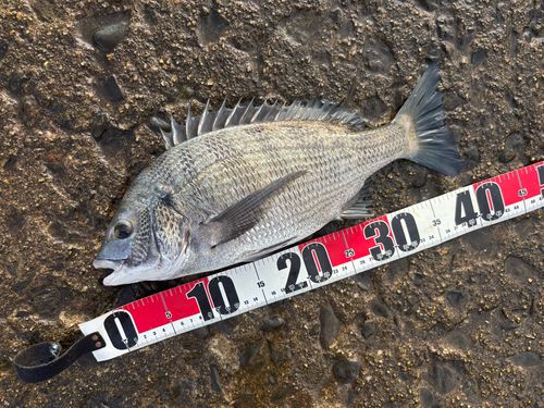 チヌの釣果