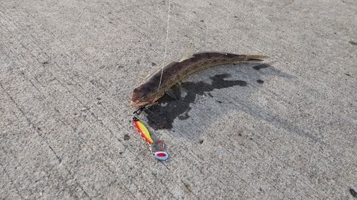 エソの釣果