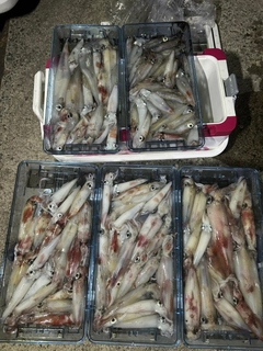 ケンサキイカの釣果