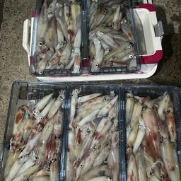 ケンサキイカ