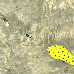 マハゼ